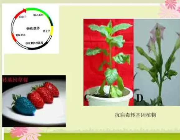 为何植物无法抵御所有病原体？探寻抗病基因的挑战