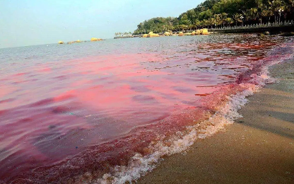 赤潮事件对社会的影响：海洋生态问题如何影响当地经济与居民生活？