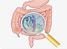 果汁与膳食纤维：如何维持肠道健康和饱腹感